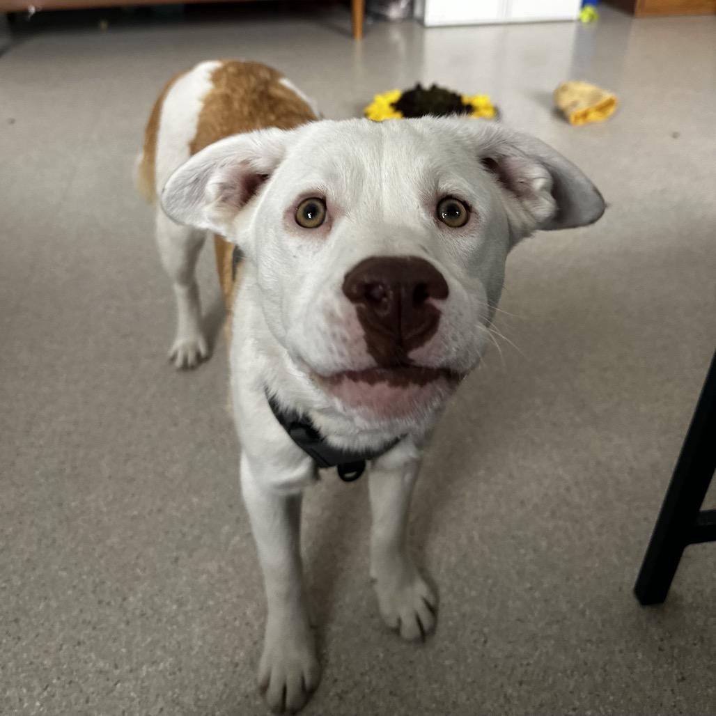 Enlarge Lacey, a Adoptable Mixed Breed in Murray, UT image 2/3