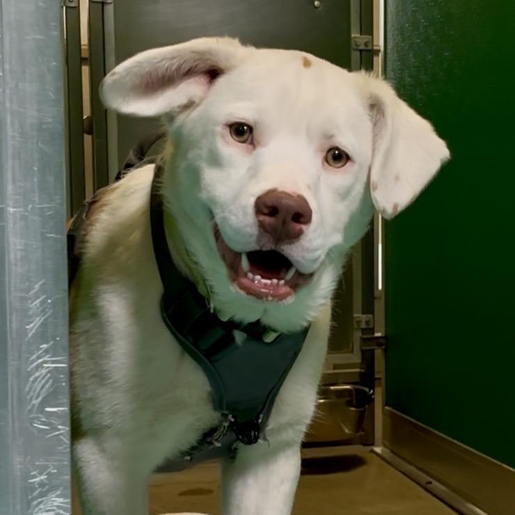 Enlarge Lacey, a Adoptable Mixed Breed in Murray, UT image 3/3