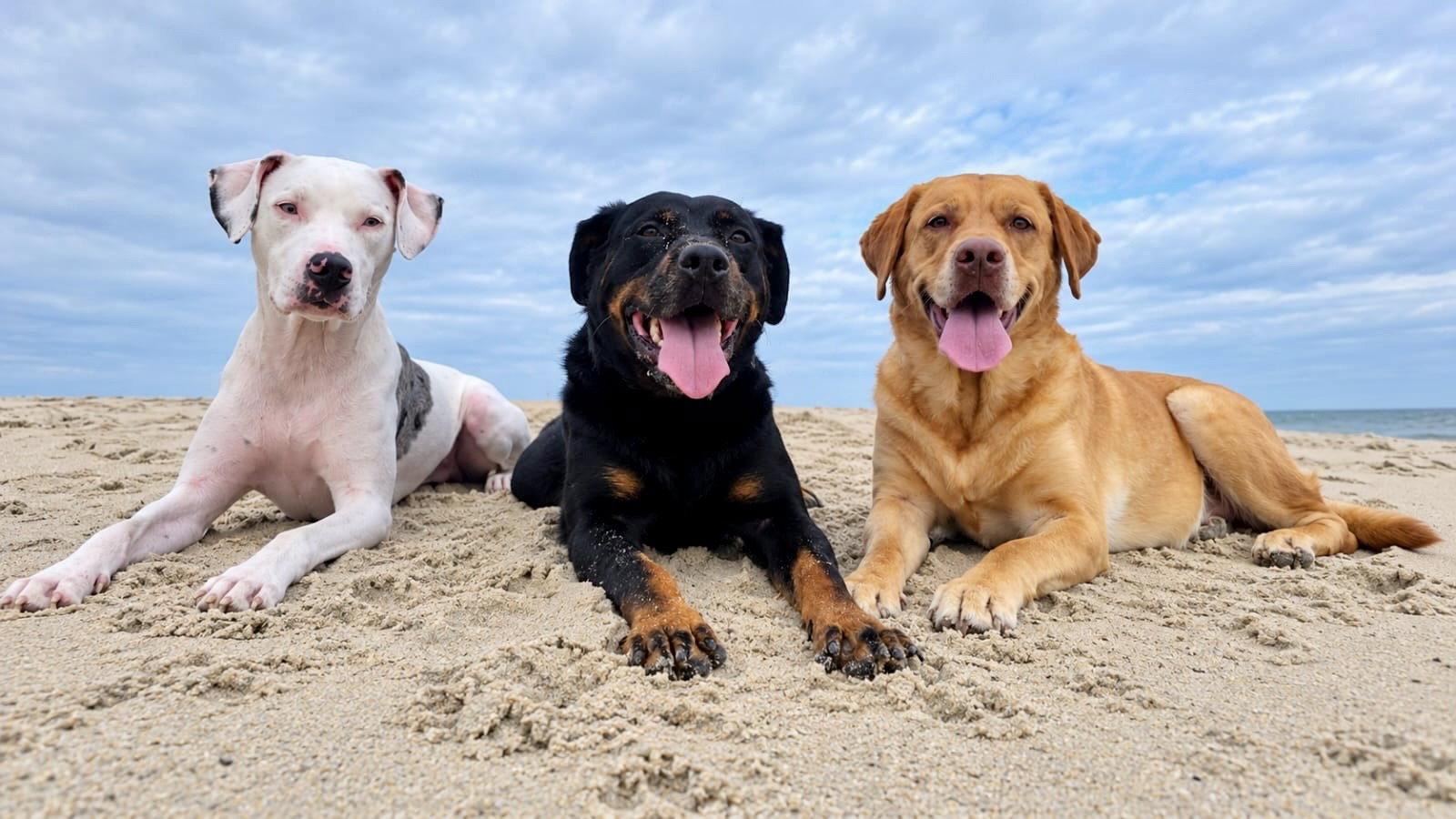 Enlarge Turbo - Pending, a Adoptable Labrador Retriever in Ocean View, DE image 2/3