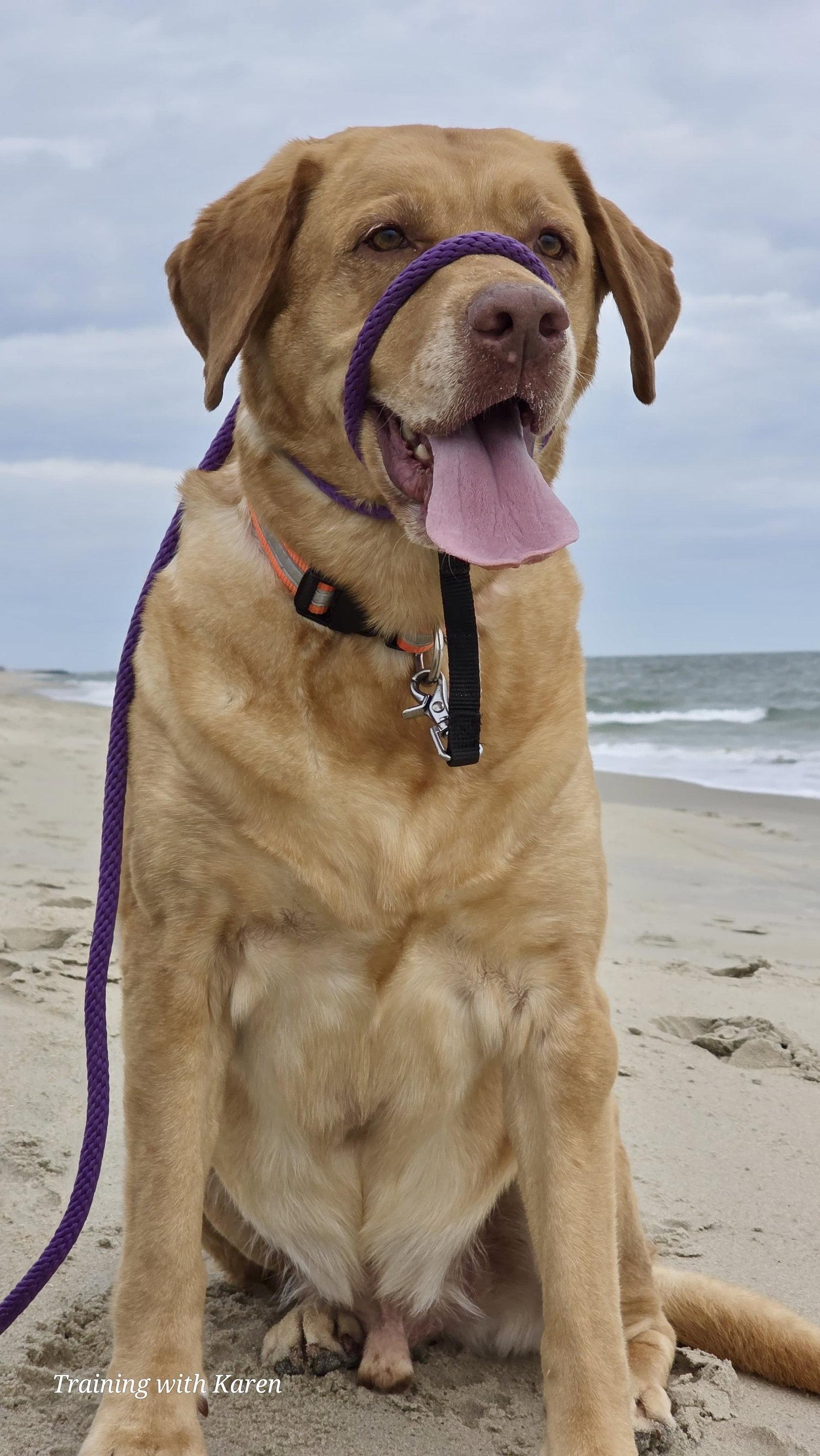 Enlarge Turbo - Pending, a Adoptable Labrador Retriever in Ocean View, DE image 3/3