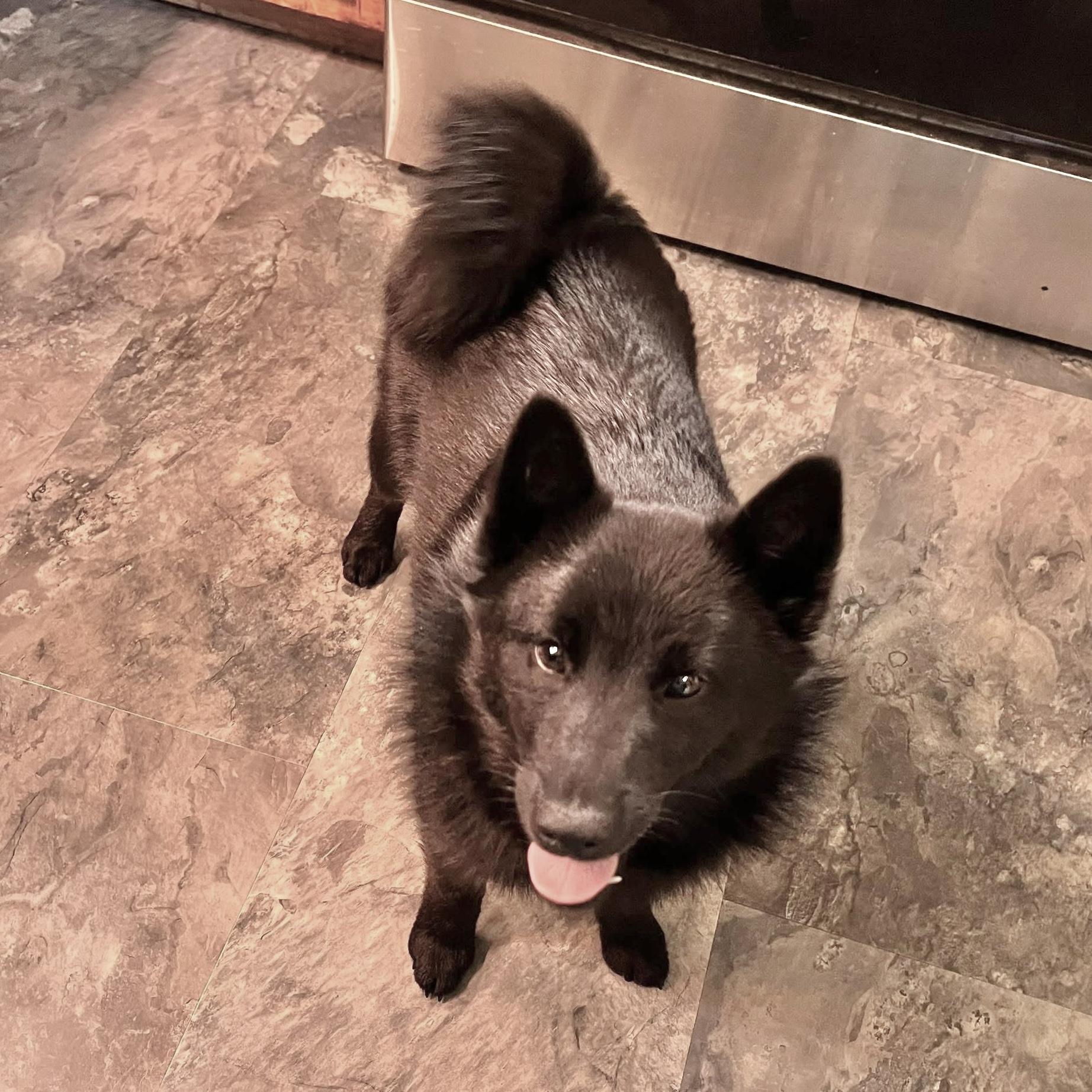 Poe, an adopted Schipperke in Pittstown, NJ image 4/4
