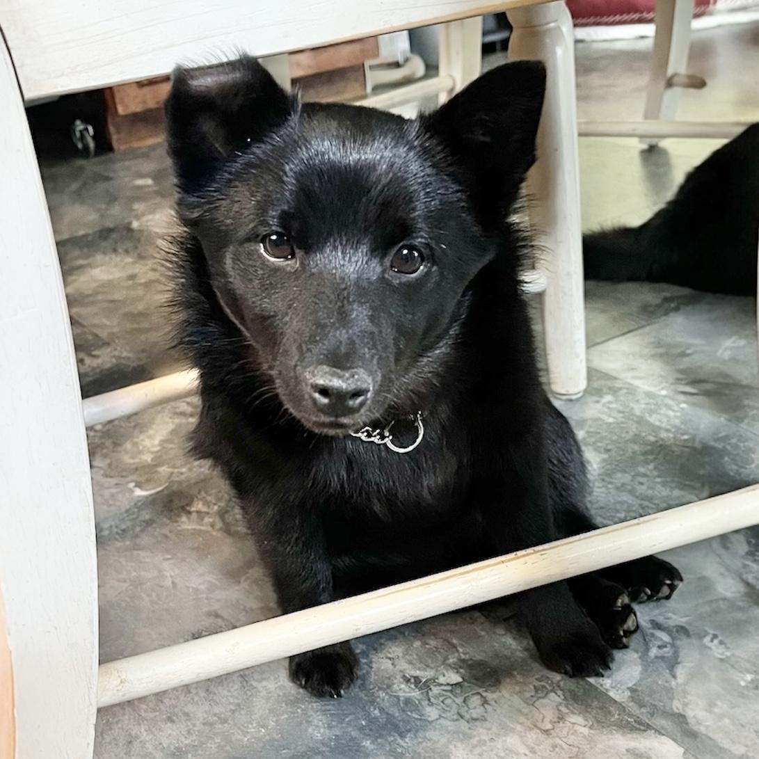 Poe, adopted, Puppy Male Schipperke.
