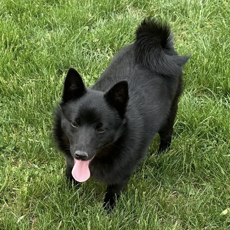Poe, an adopted Schipperke in Pittstown, NJ image 2/4