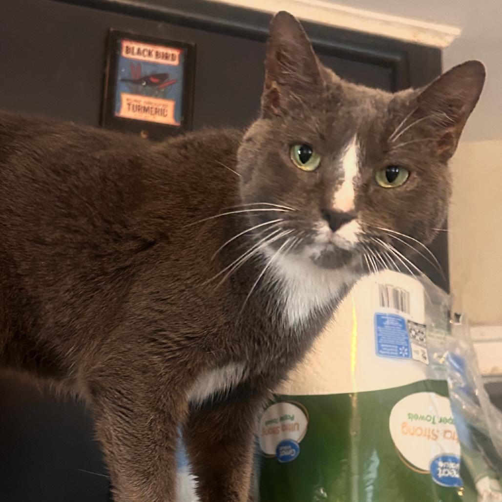 Enlarge Flurry, a Adoptable Domestic Short Hair in Ridgely, MD image 1/4