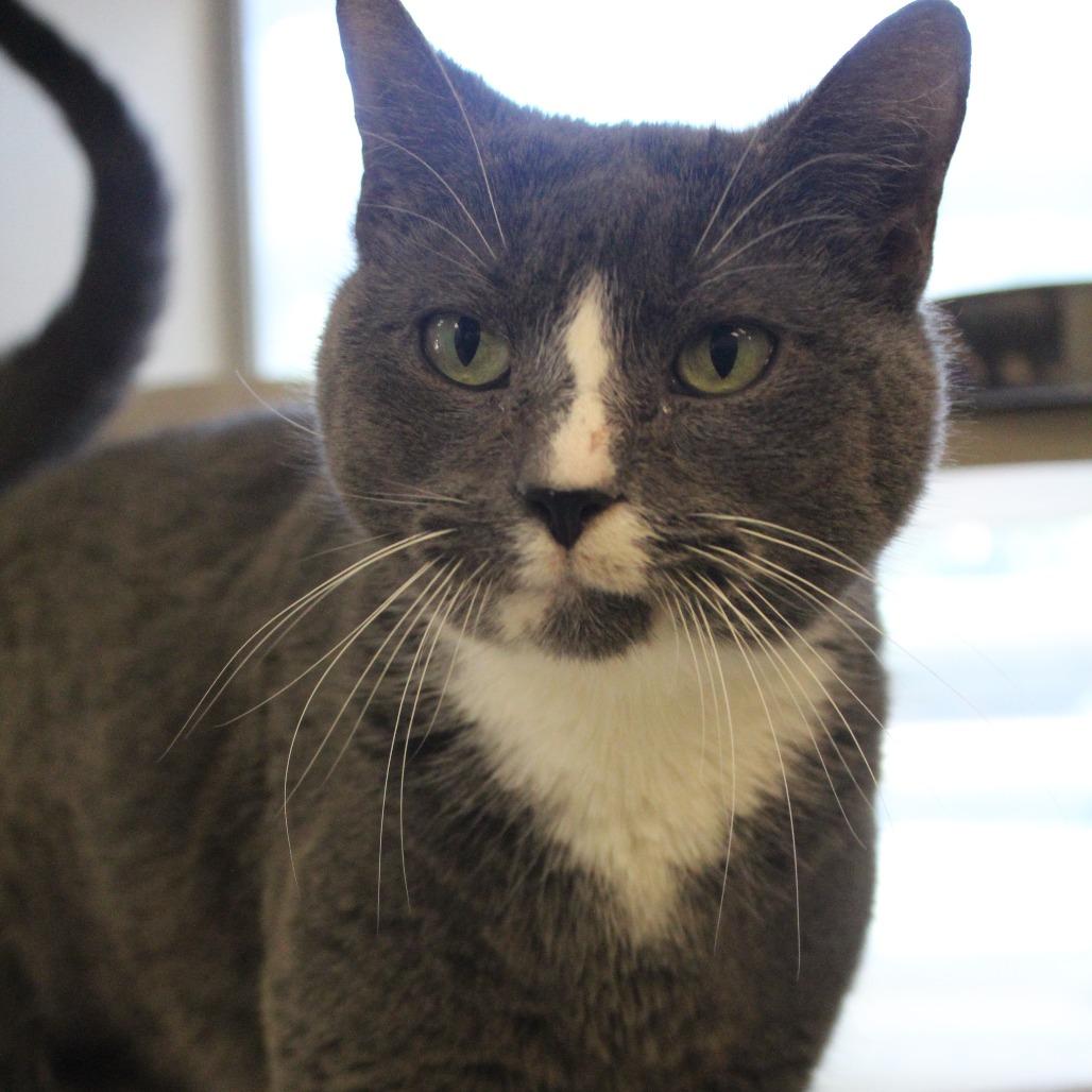 Enlarge Flurry, a Adoptable Domestic Short Hair in Ridgely, MD image 2/4