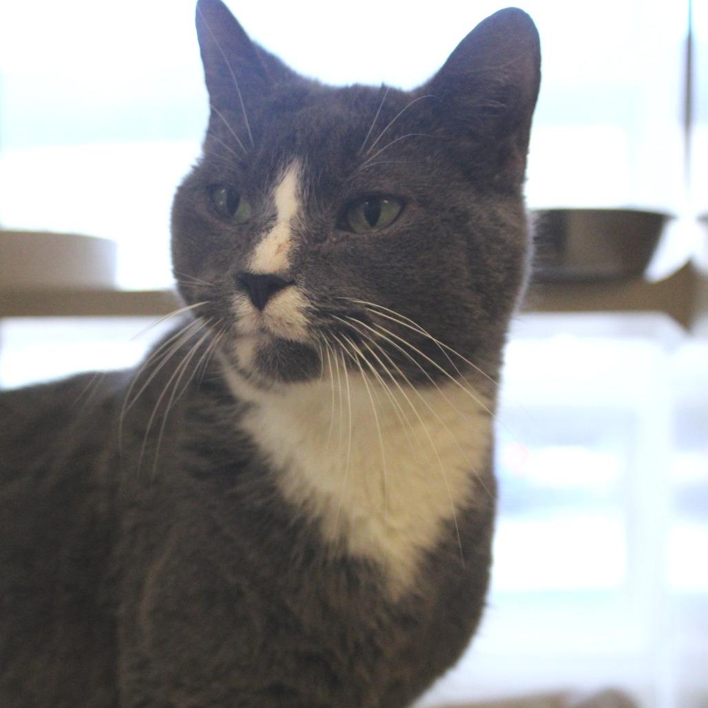 Enlarge Flurry, a Adoptable Domestic Short Hair in Ridgely, MD image 3/4