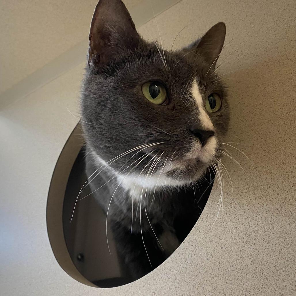 Enlarge Flurry, a Adoptable Domestic Short Hair in Ridgely, MD image 4/4