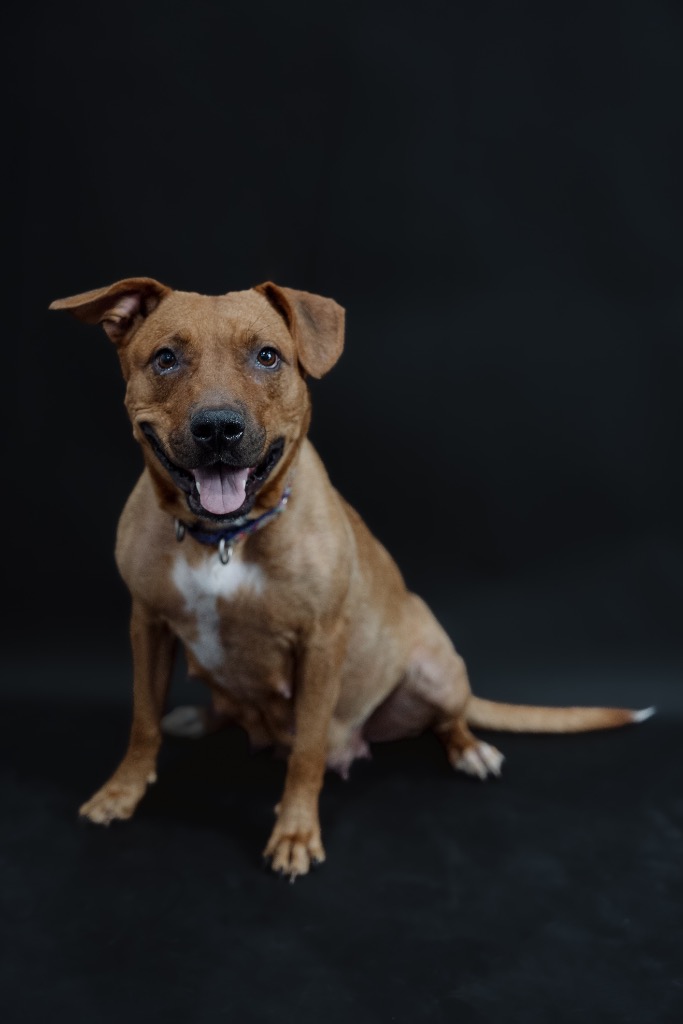 Dog for adoption Jam, an Australian Cattle Dog / Blue Heeler in Alvin