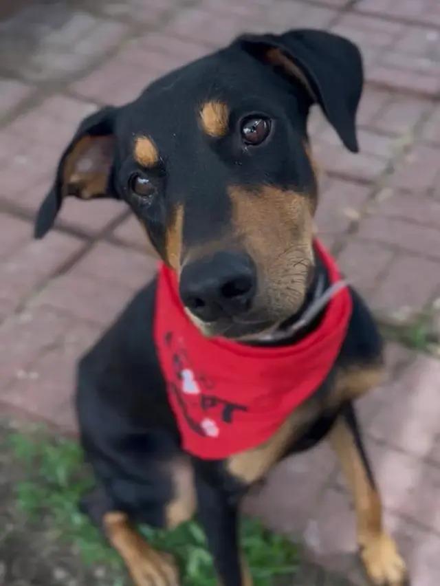 Enlarge Darrow, a Adopted mixed breed in Polk, OH image 2/3