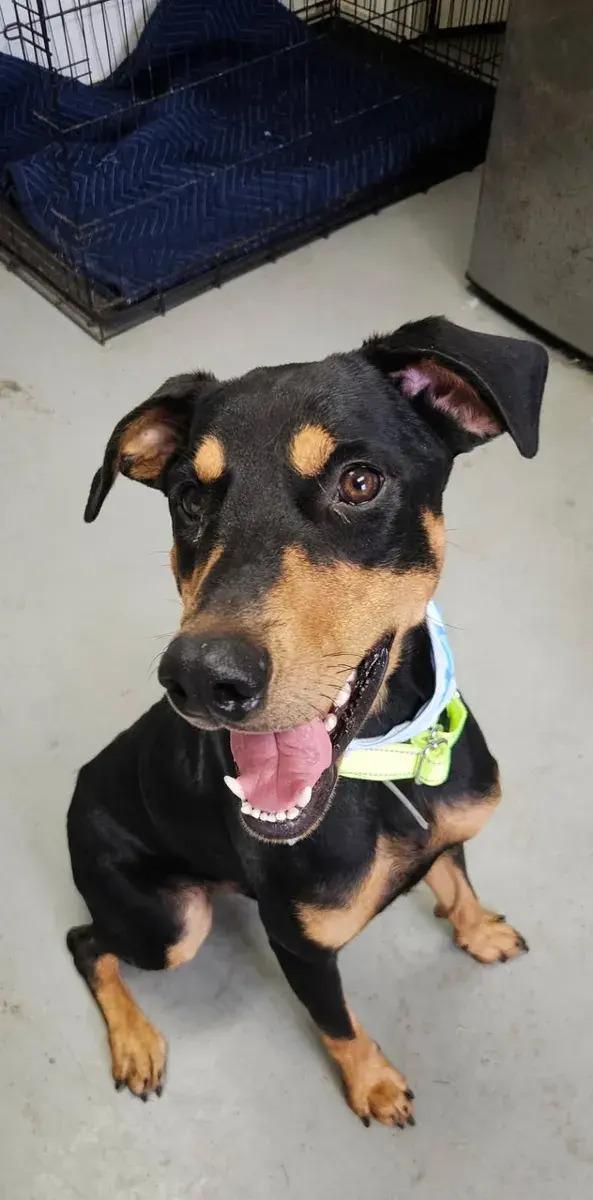 Darrow, Adopted, Young Male Doberman Pinscher.