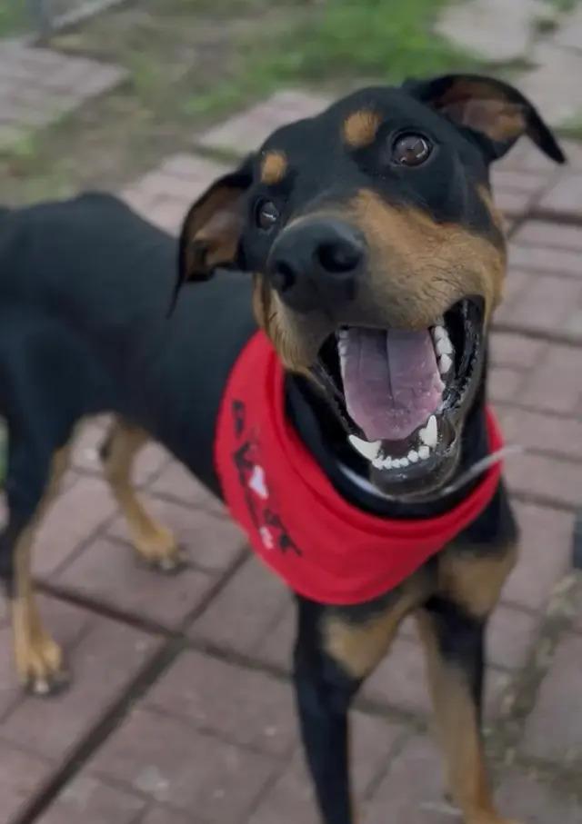 Enlarge Darrow, a Adopted mixed breed in Polk, OH image 3/3