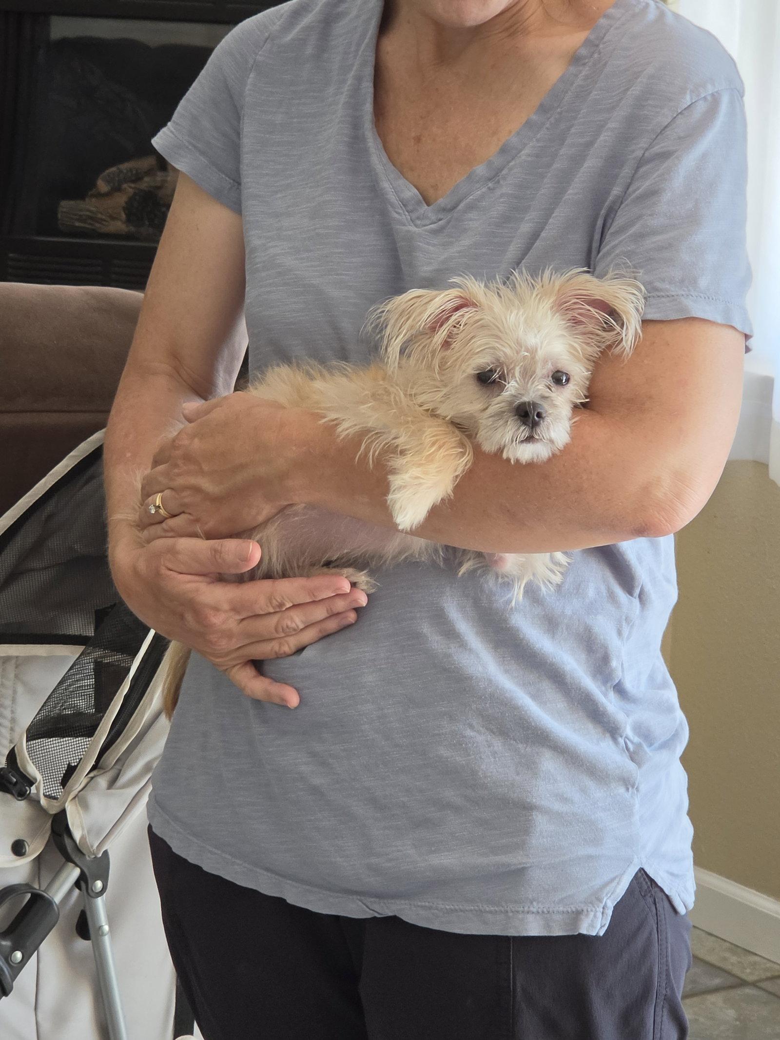 Enlarge Lena, a Adoptable mixed breed in Escondido, CA image 1/3