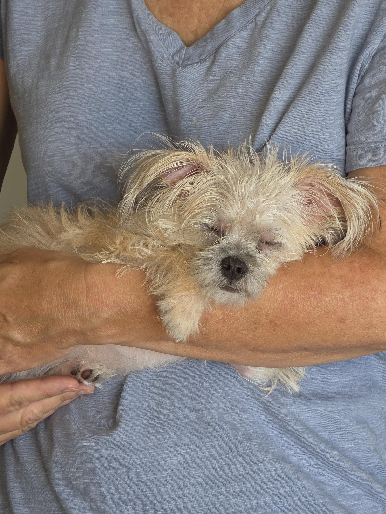 Enlarge Lena, a Adoptable mixed breed in Escondido, CA image 2/3