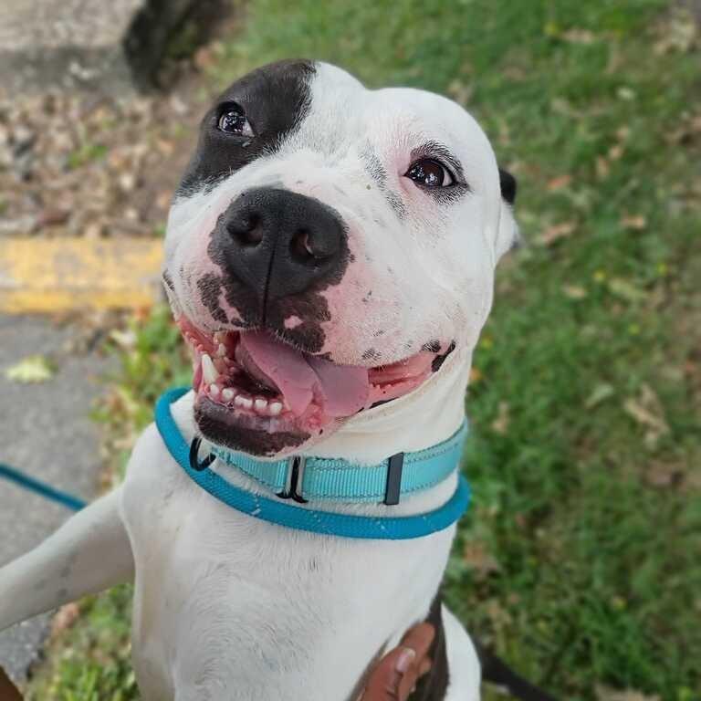 Costco Chicken Bake, Adoptable, Adult Female Mixed Breed.