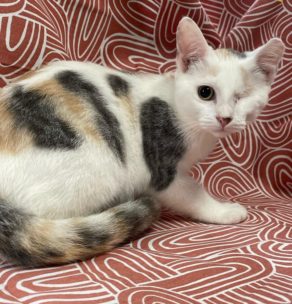 Madison, Adoptable, Kitten Female Domestic Short Hair.