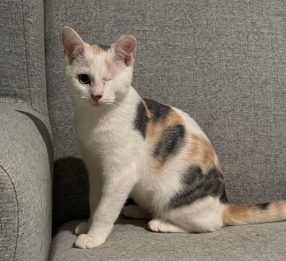 Enlarge Madison, a Adoptable Domestic Short Hair in Omaha, NE image 2/3