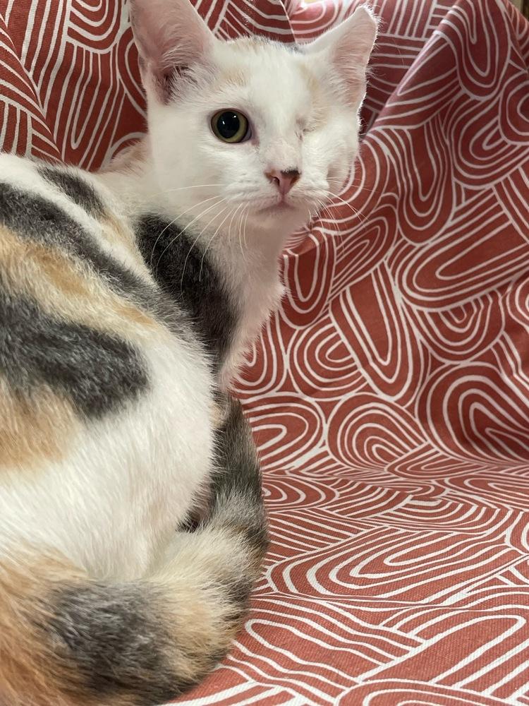 Enlarge Madison, a Adoptable Domestic Short Hair in Omaha, NE image 3/3