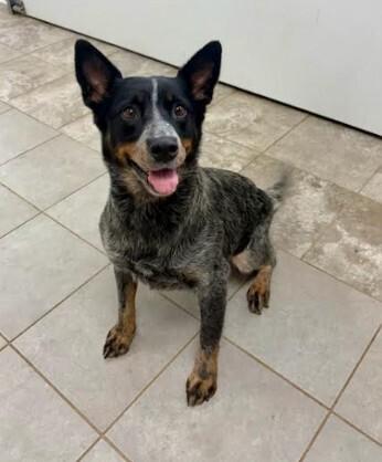 LadyBug, Adoptable, Adult Female Australian Cattle Dog / Blue Heeler.