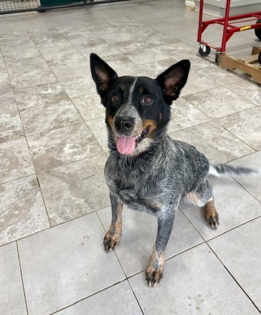 Enlarge LadyBug, a Adoptable Australian Cattle Dog / Blue Heeler in Mocksville, NC image 2/2