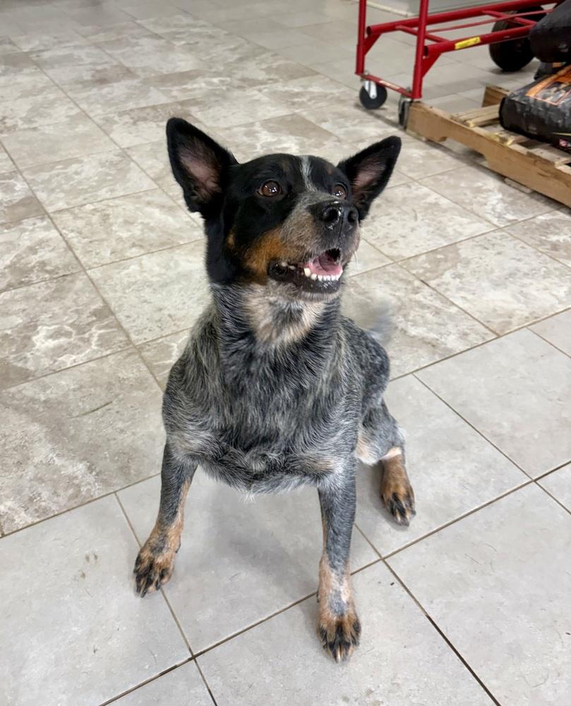 Enlarge LadyBug, a Adoptable Australian Cattle Dog / Blue Heeler in Mocksville, NC image 3/3