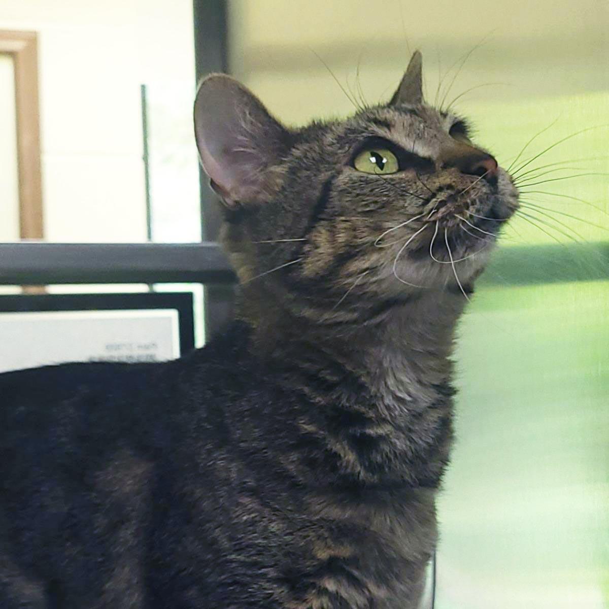 Pam, Adoptable, Senior Female Domestic Short Hair.