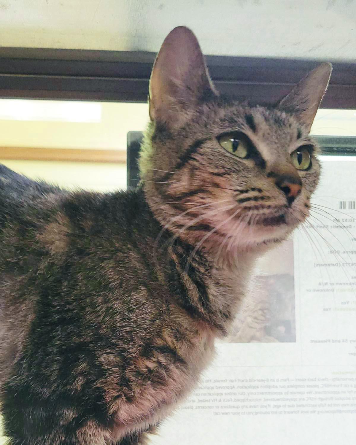 Enlarge Pam, a Adoptable Domestic Short Hair in Plover, WI image 2/3