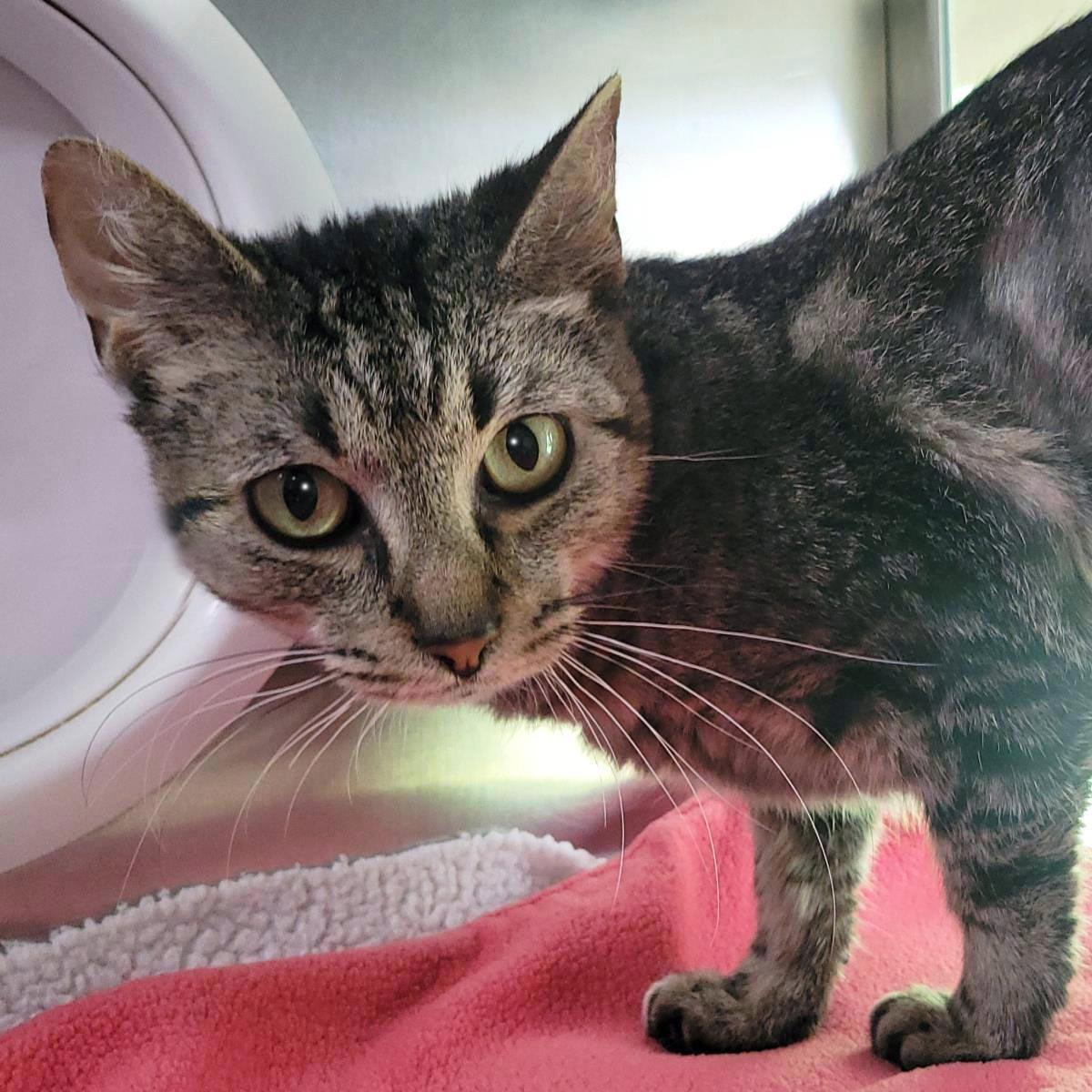 Enlarge Pam, a Adoptable Domestic Short Hair in Plover, WI image 3/3