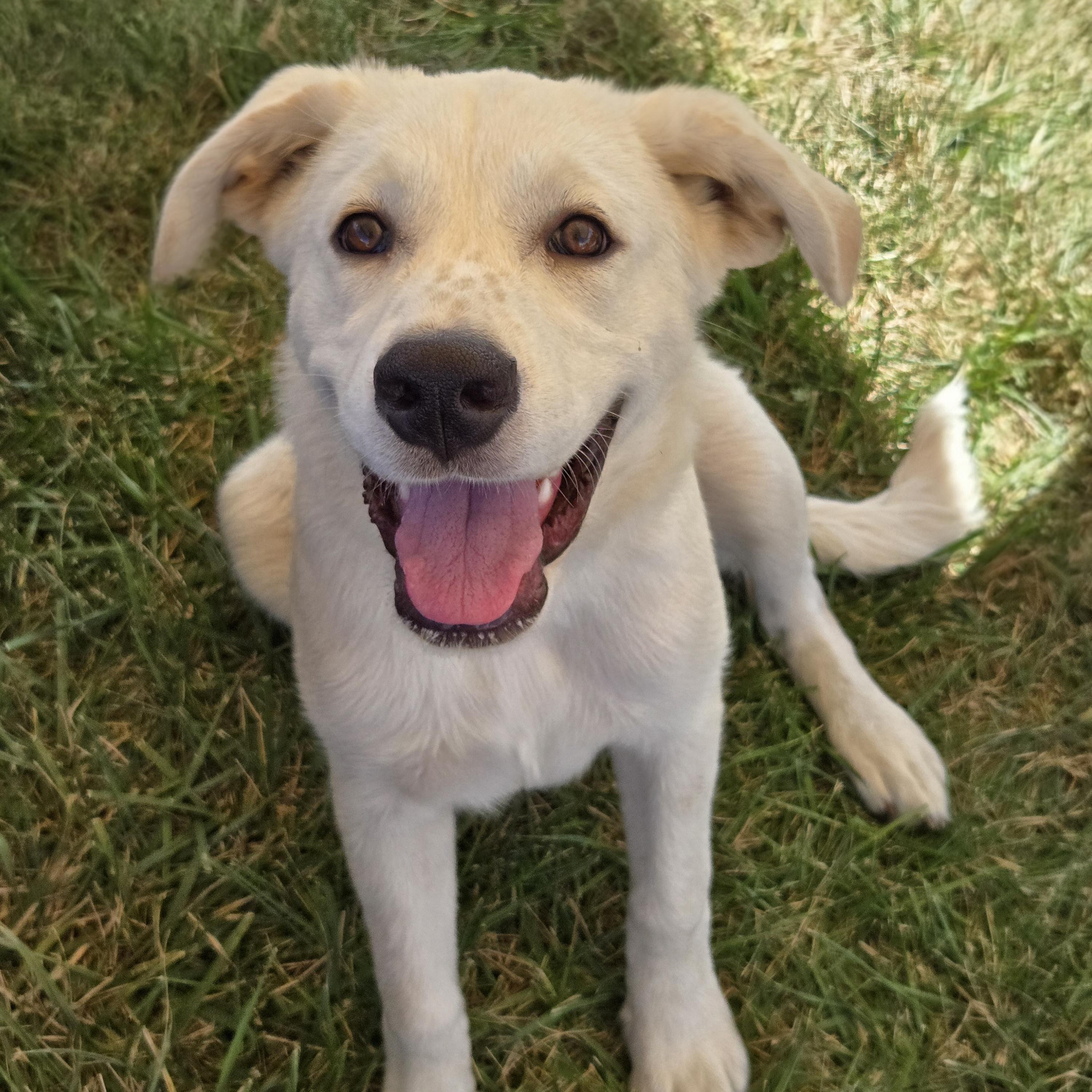 Enlarge Pearl, a Adopted mixed breed in Normal, IL image 6/6