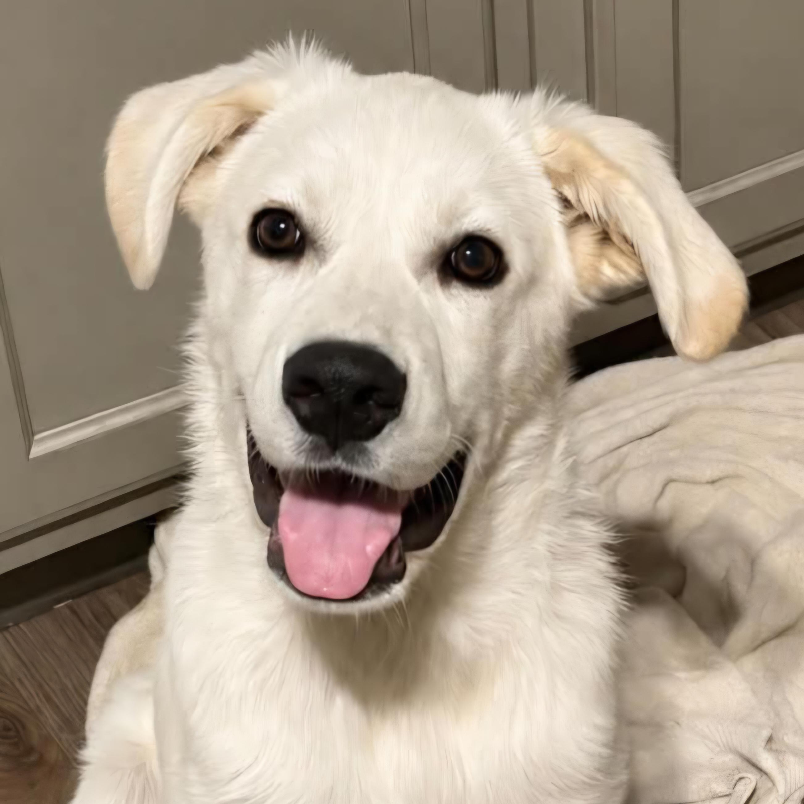 Enlarge Pearl, a Adopted mixed breed in Normal, IL image 3/6
