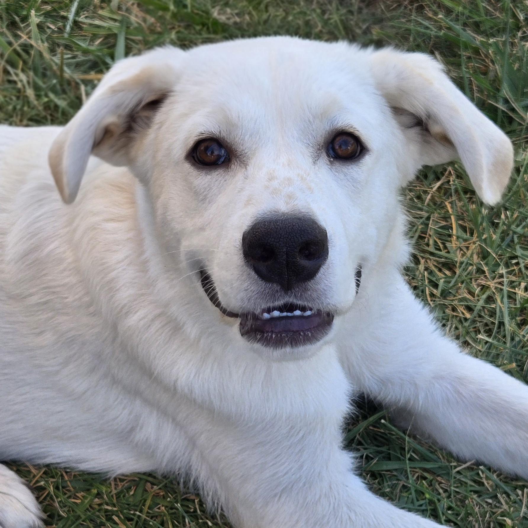 Enlarge Pearl, a Adopted mixed breed in Normal, IL image 2/6