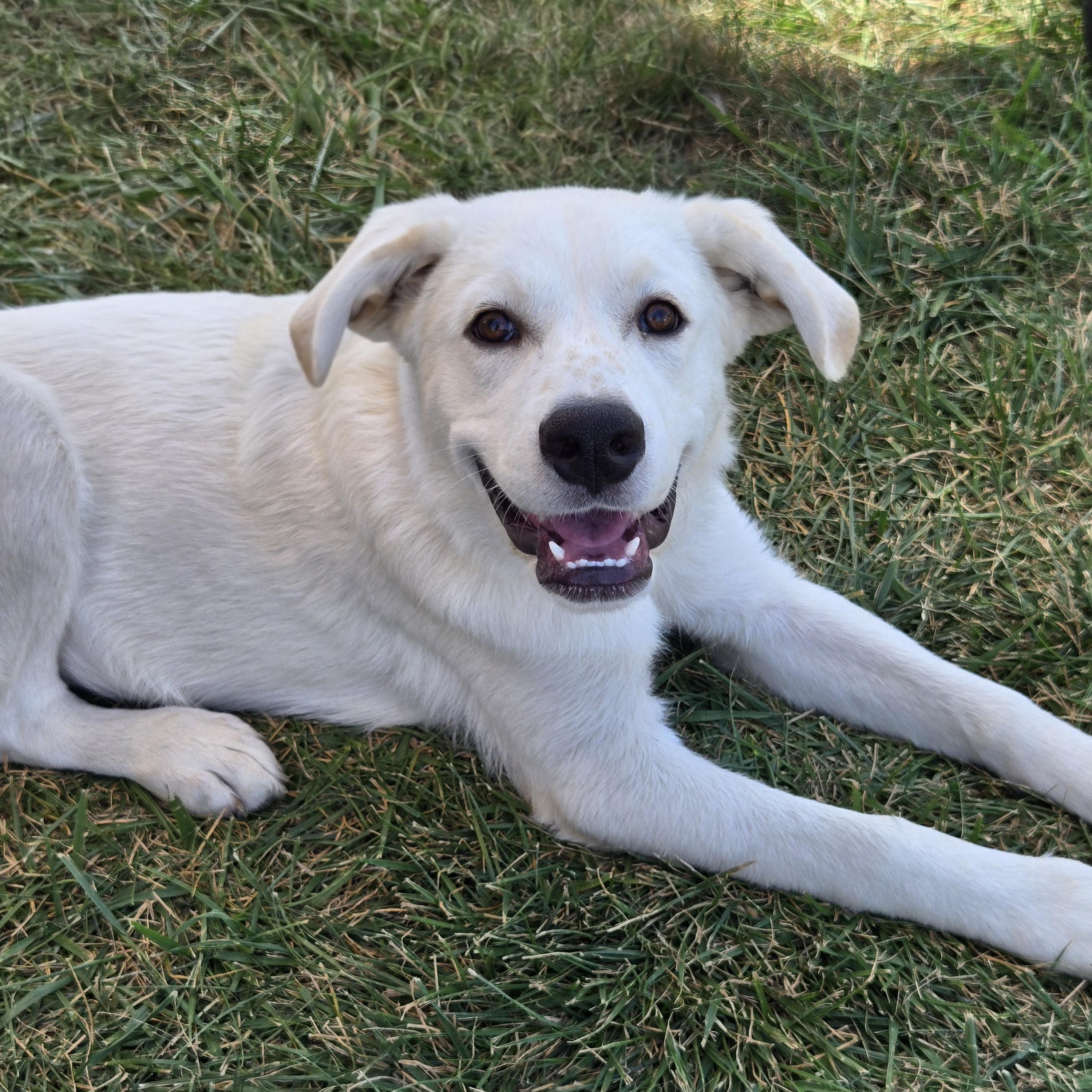 Enlarge Pearl, a Adopted mixed breed in Normal, IL image 5/6