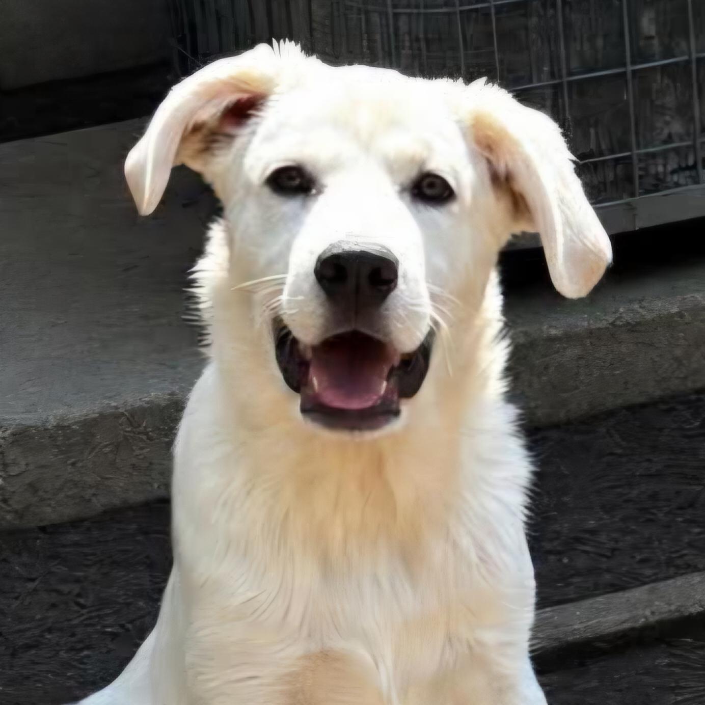 Enlarge Pearl, a Adopted mixed breed in Normal, IL image 4/6