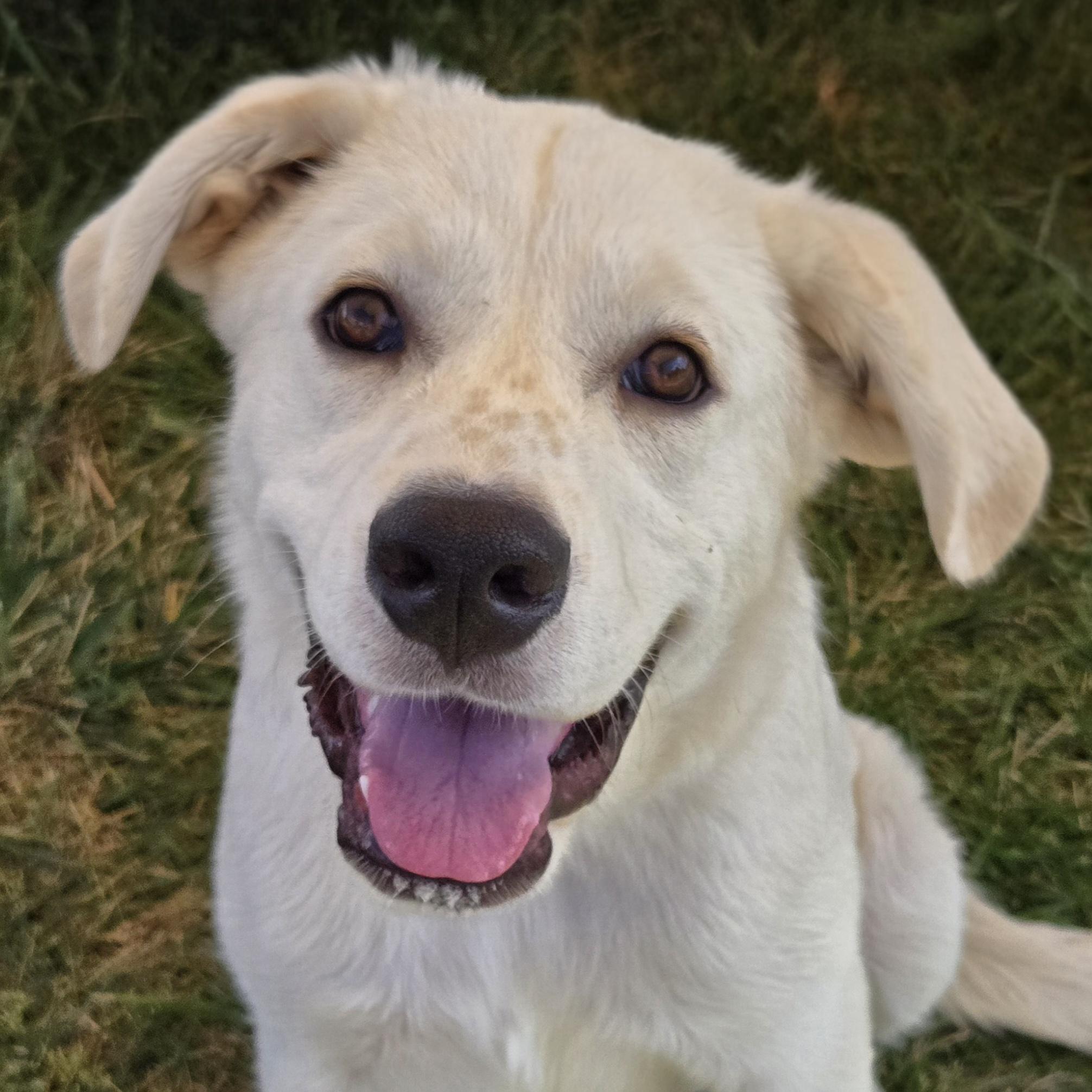 Pearl, Adopted, Puppy Female Anatolian Shepherd.