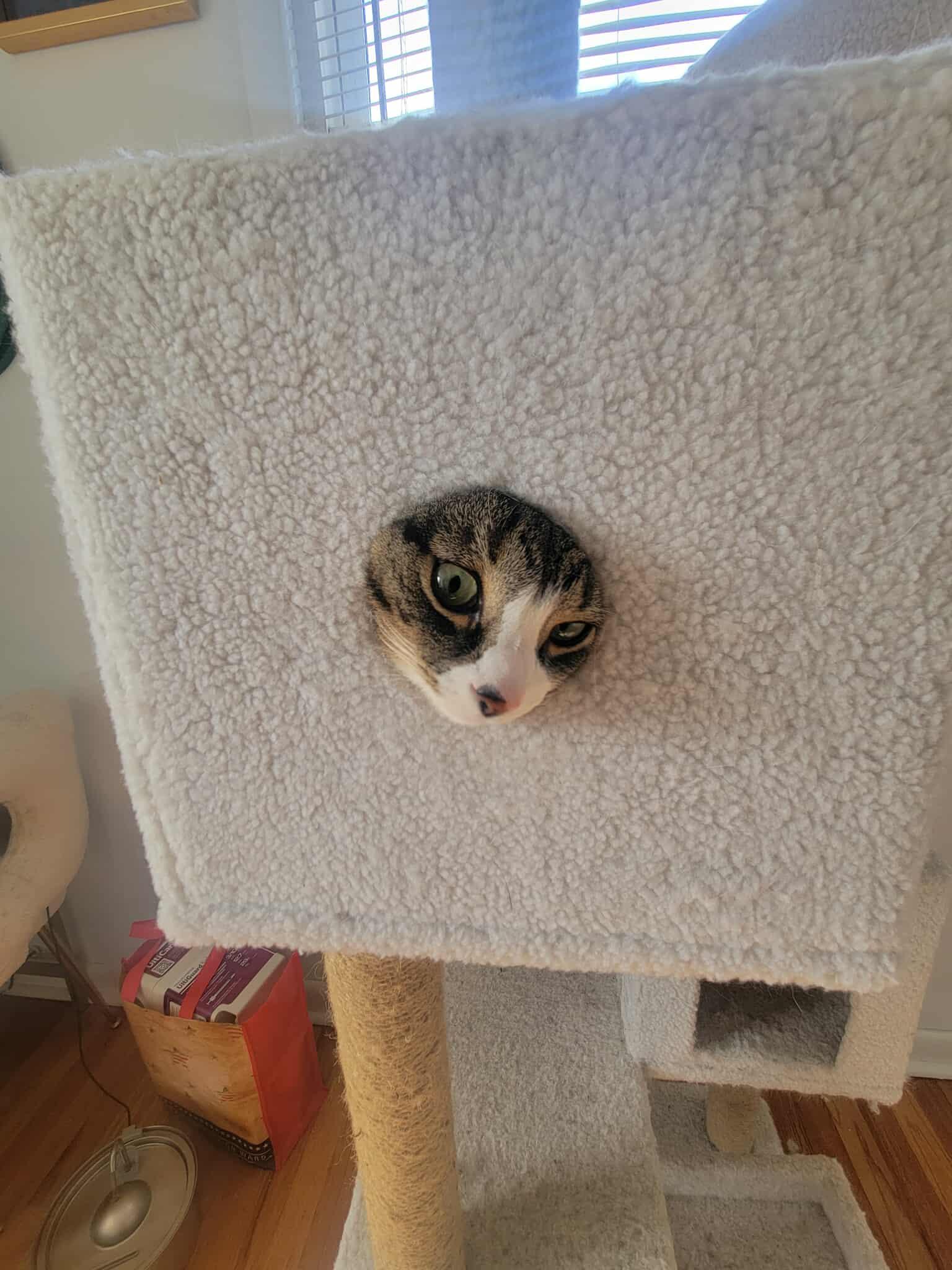 Enlarge Gary, a Adoptable Domestic Short Hair in North Haledon, NJ image 1/6