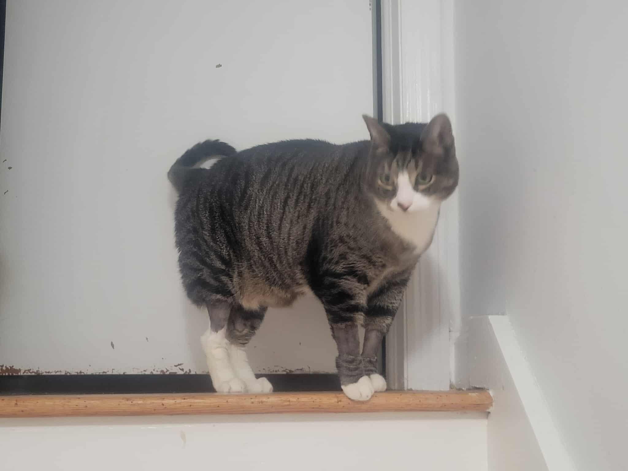 Enlarge Gary, a Adoptable Domestic Short Hair in North Haledon, NJ image 2/6
