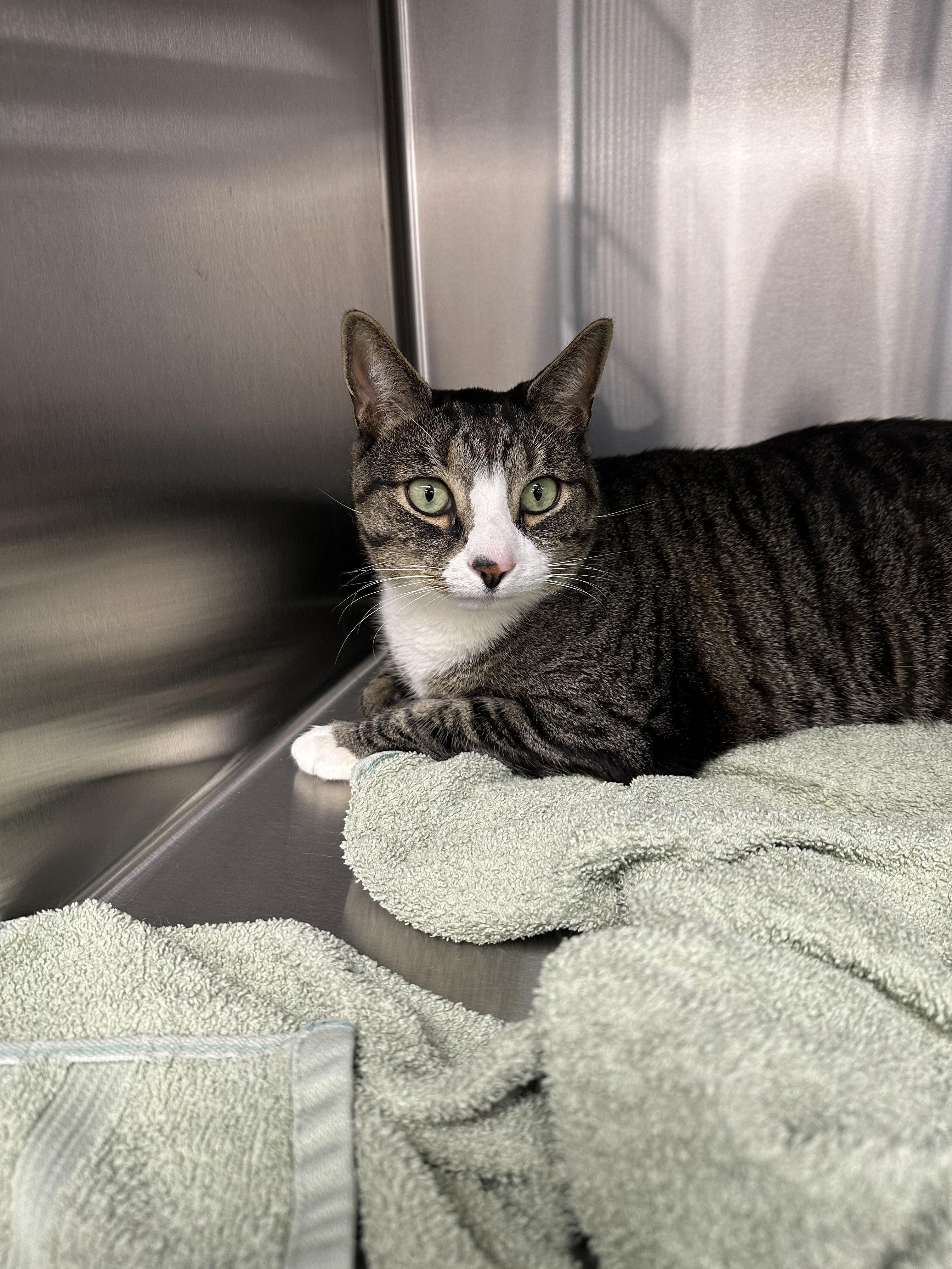 Enlarge Gary, a Adoptable Domestic Short Hair in North Haledon, NJ image 3/6