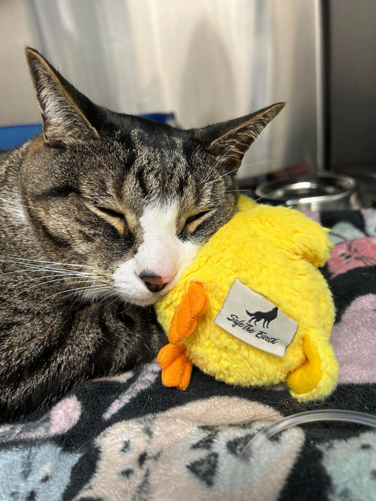 Enlarge Gary, a Adoptable Domestic Short Hair in North Haledon, NJ image 4/6