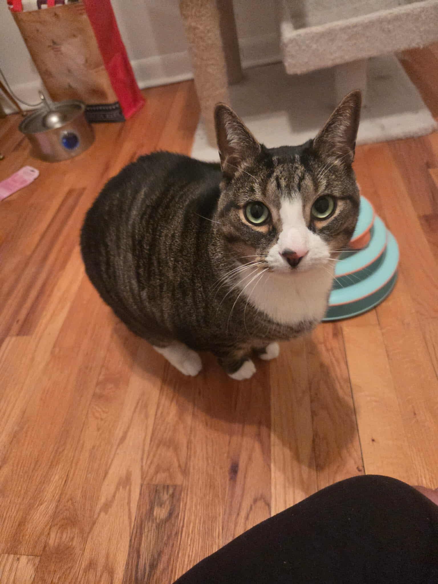 Enlarge Gary, a Adoptable Domestic Short Hair in North Haledon, NJ image 5/6