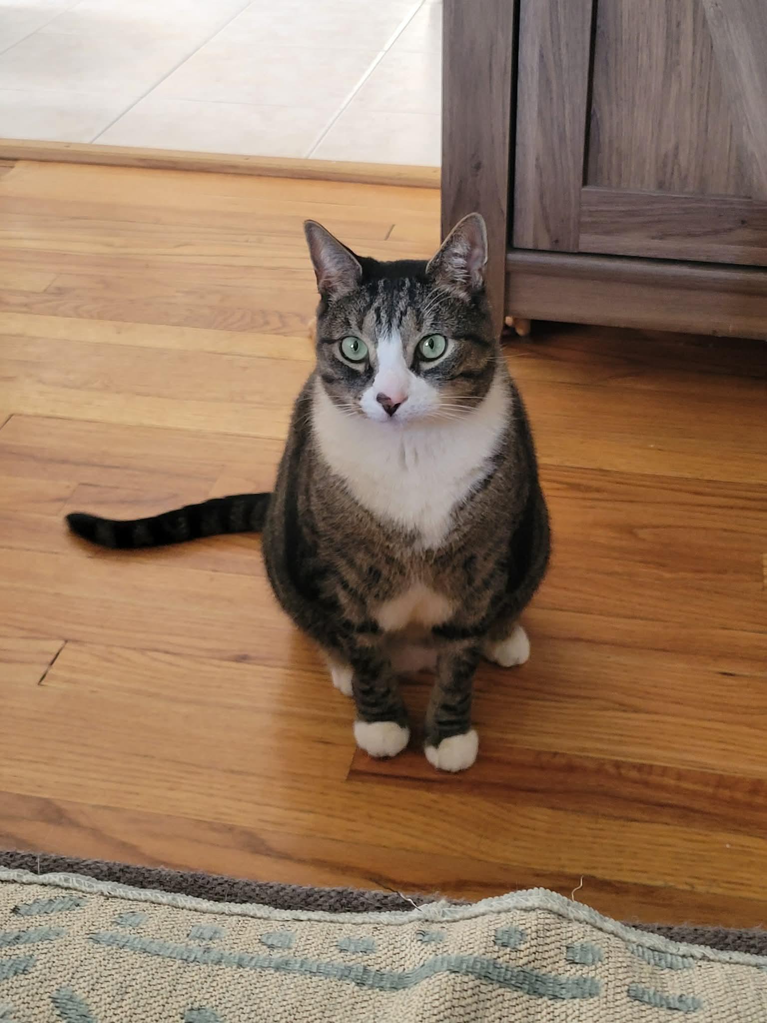 Enlarge Gary, a Adoptable Domestic Short Hair in North Haledon, NJ image 6/6