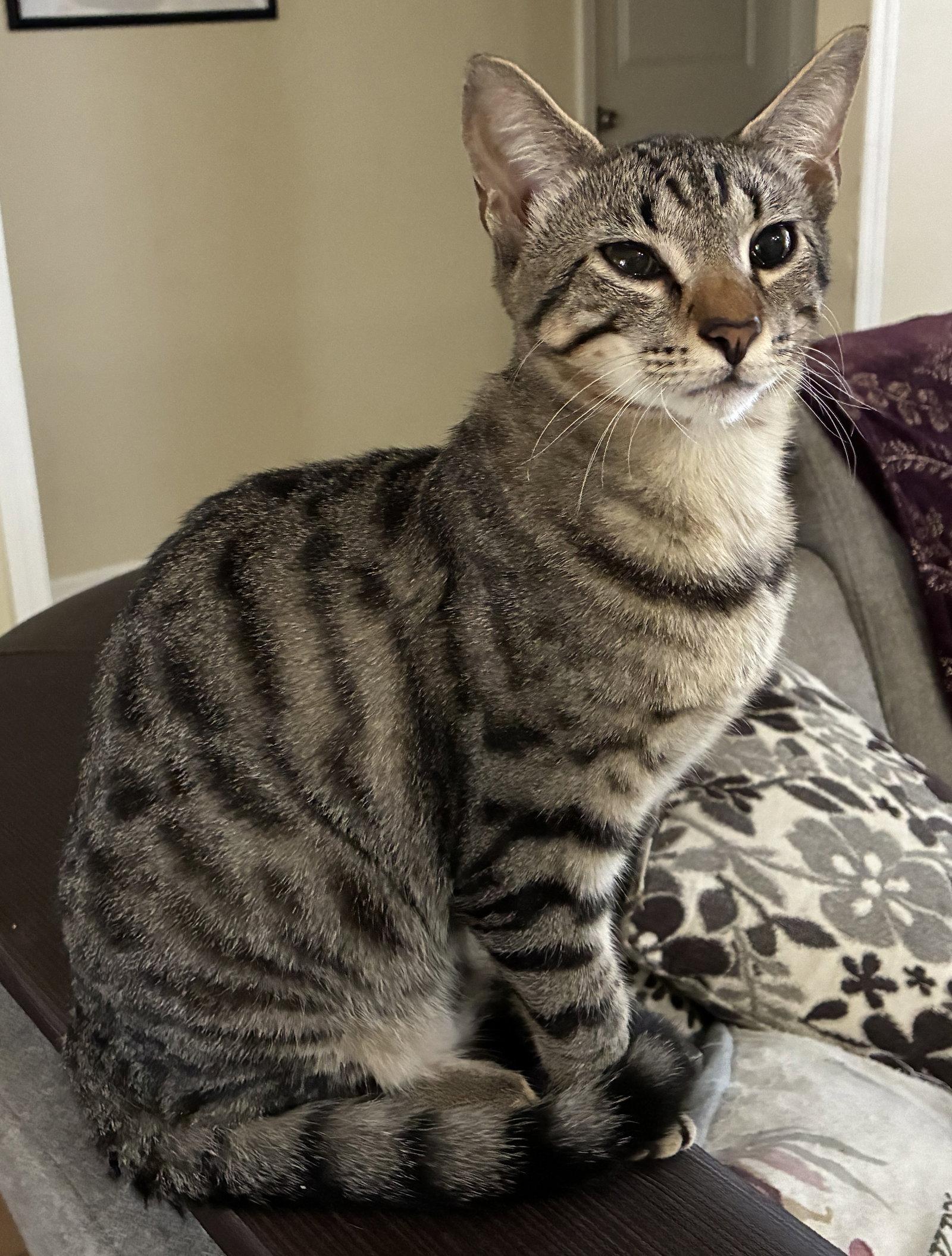 Zephyr, a Adopted Domestic Short Hair in Oviedo, FL image 1/3