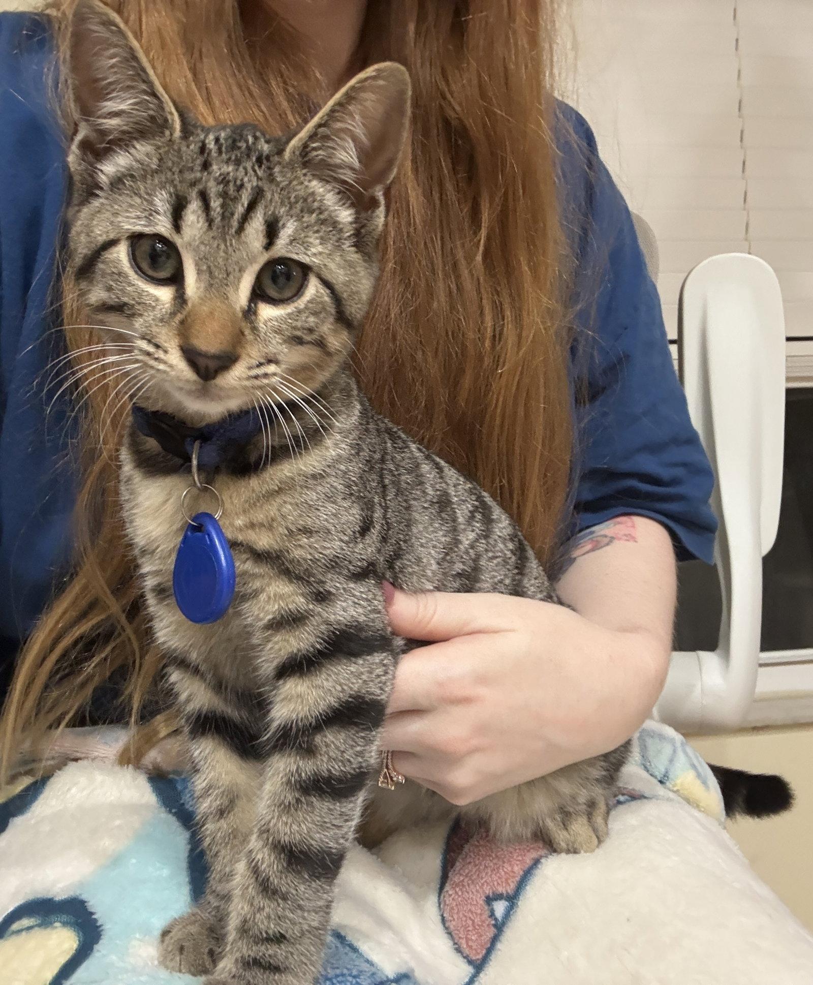 Zephyr, a Adopted Domestic Short Hair in Oviedo, FL image 2/3