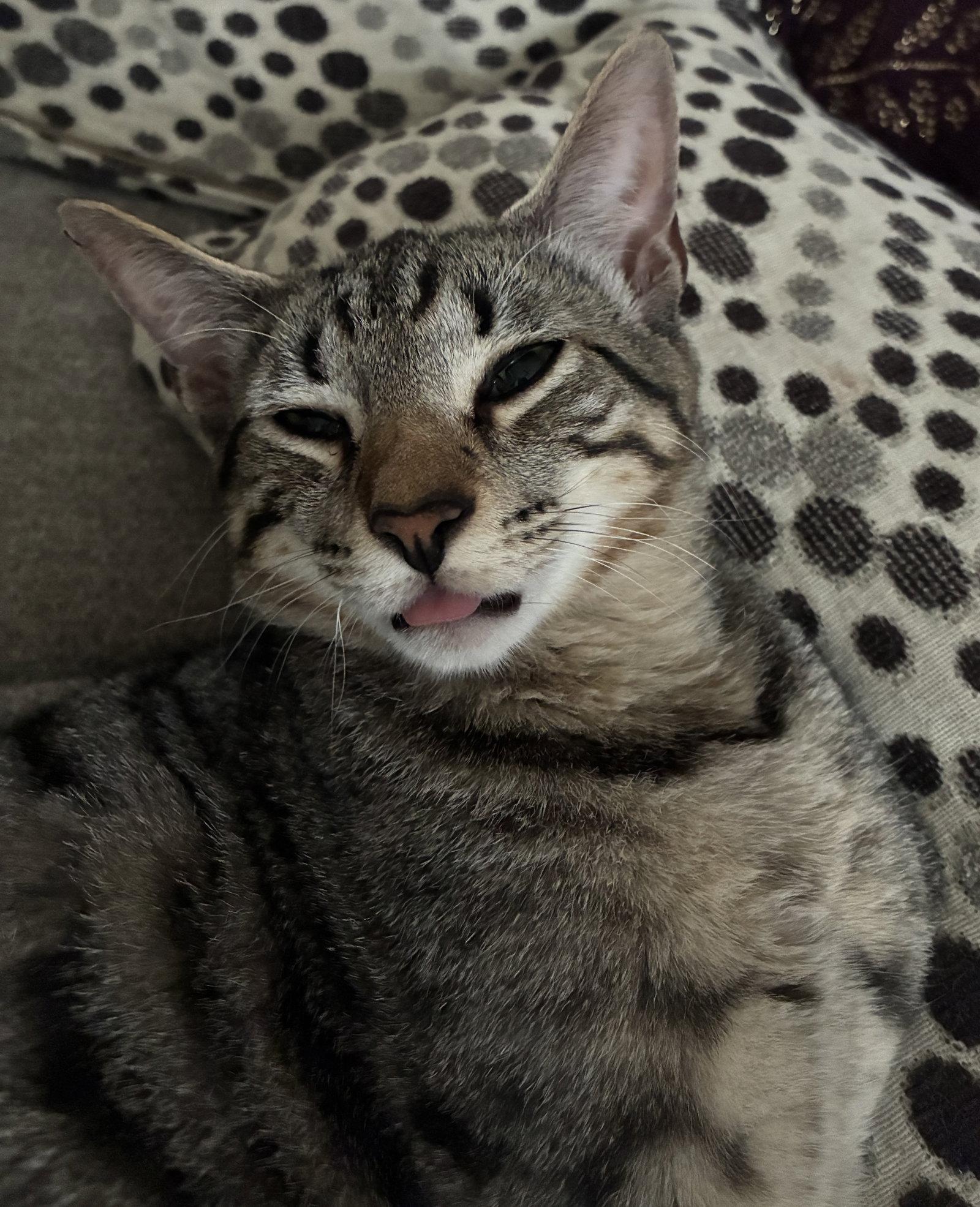 Zephyr, a Adopted Domestic Short Hair in Oviedo, FL image 3/3