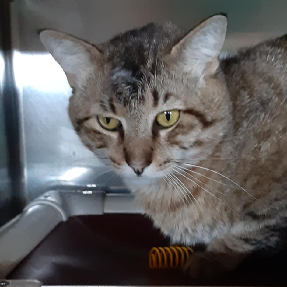 Whiskey, Adult Male Domestic Short Hair