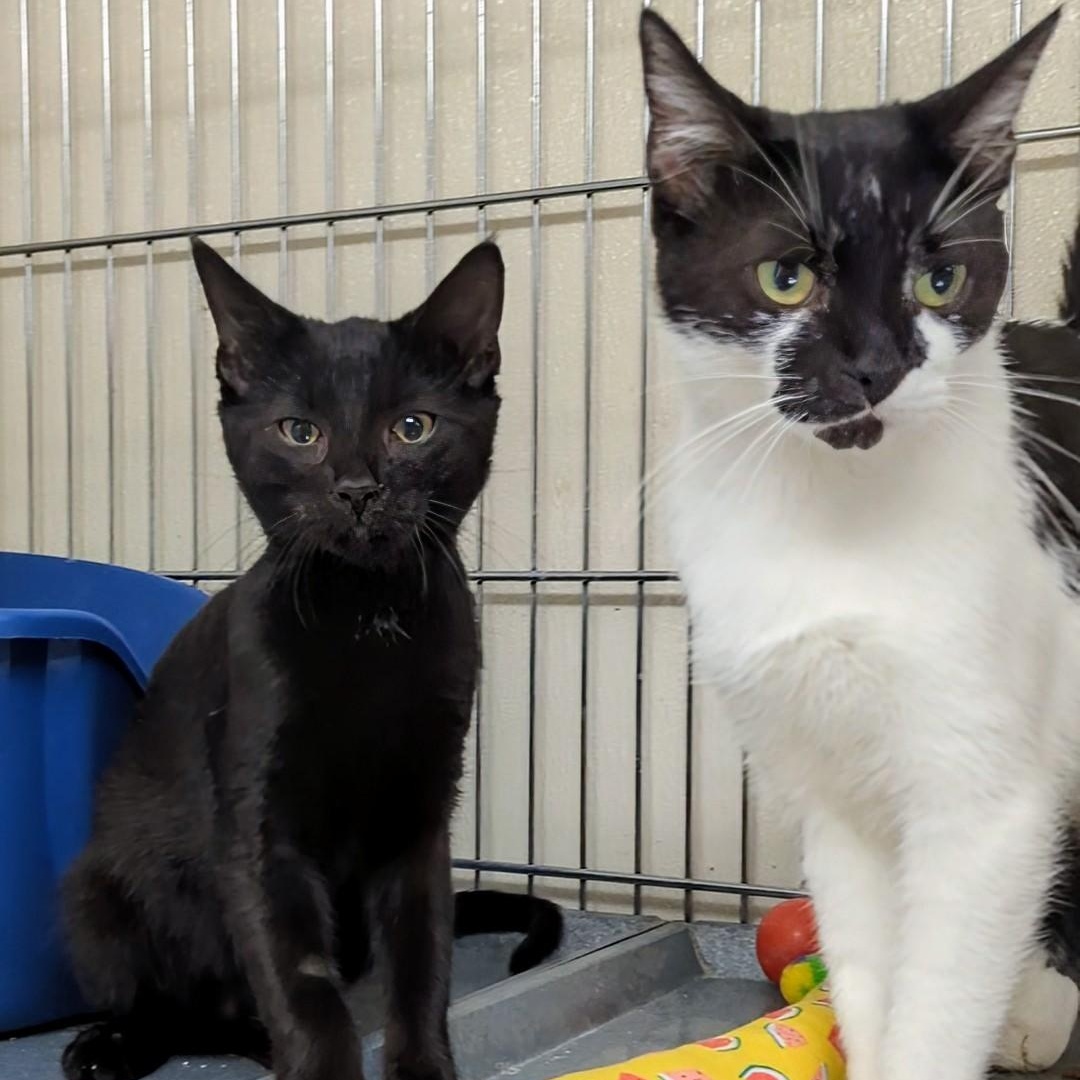 Snowball - Bonded with his mom Bandit