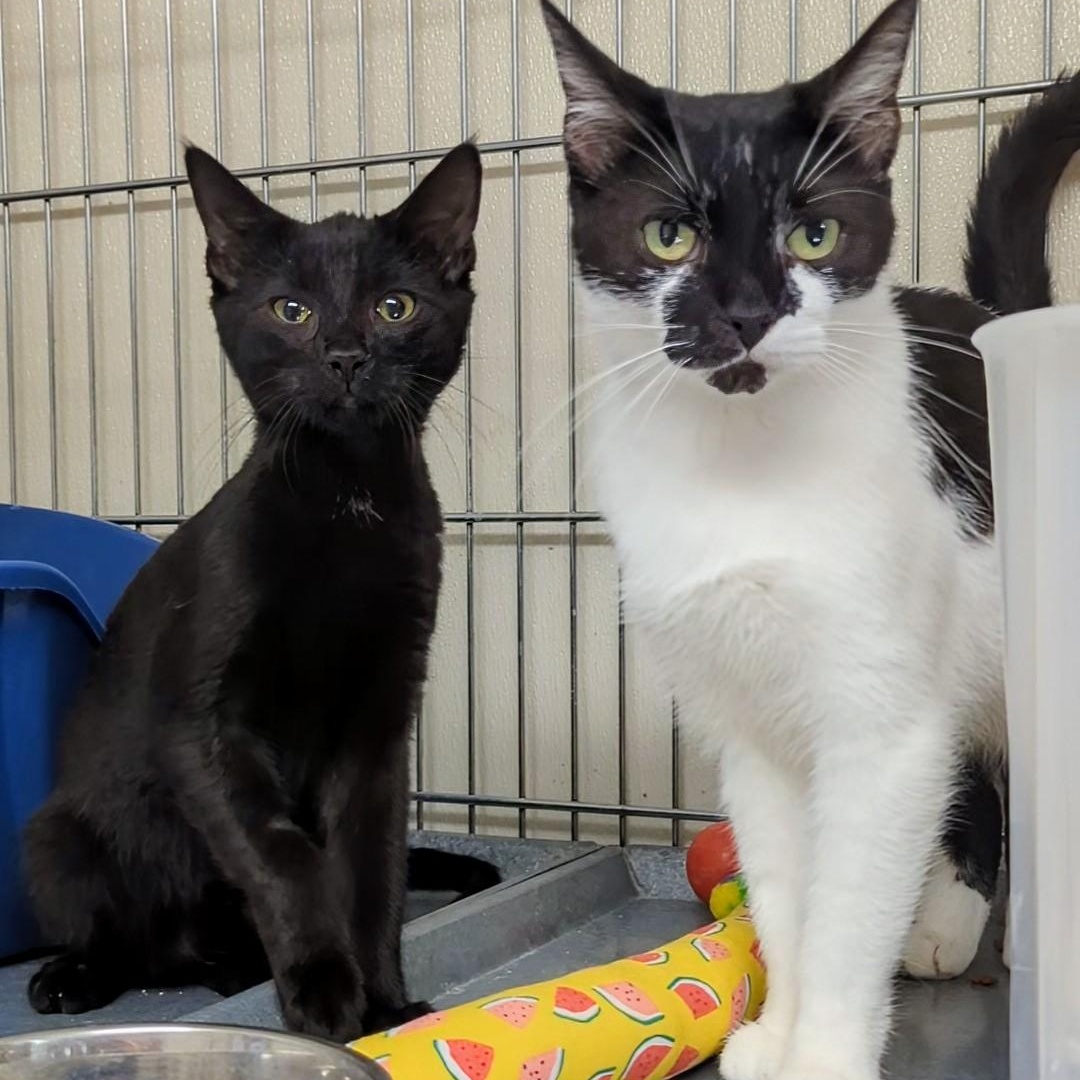 Snowball - Bonded with his mom Bandit