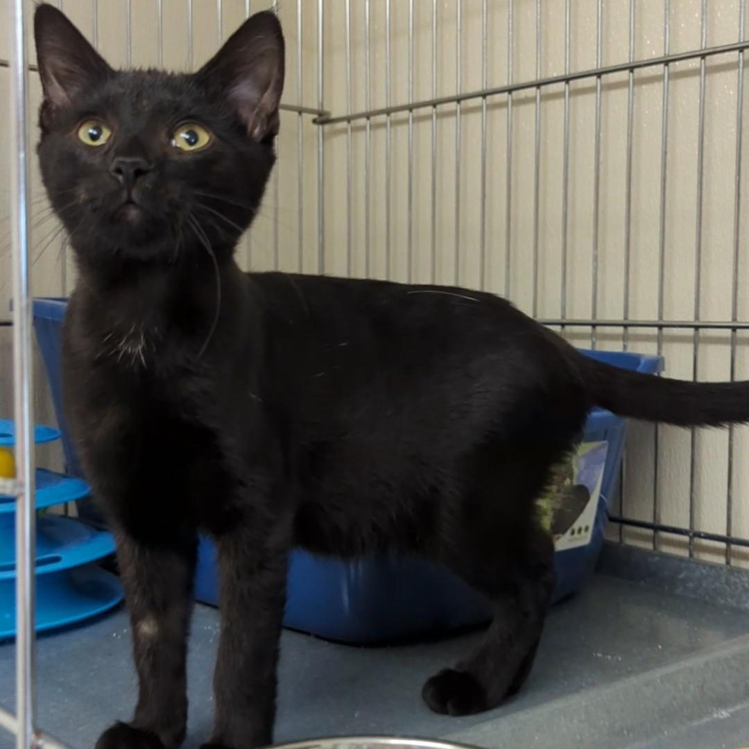 Snowball - Bonded with his mom Bandit