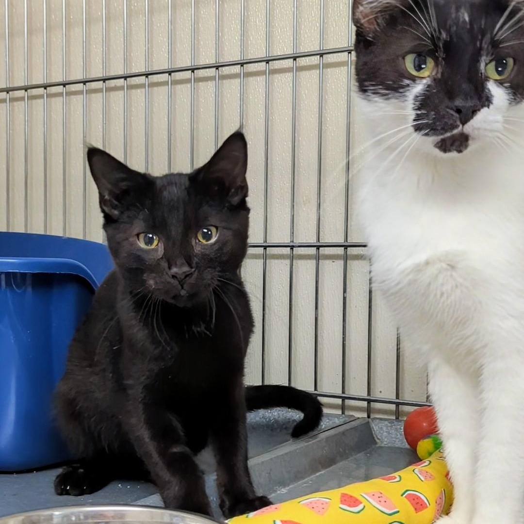 Snowball - Bonded with his mom Bandit