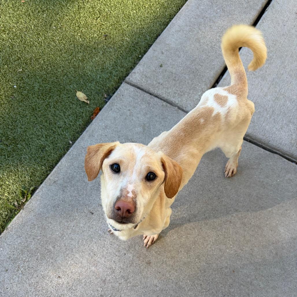 Thelma (Left), Adoptable, Adult Female Cardigan Welsh Corgi & Yellow Labrador Retriever.