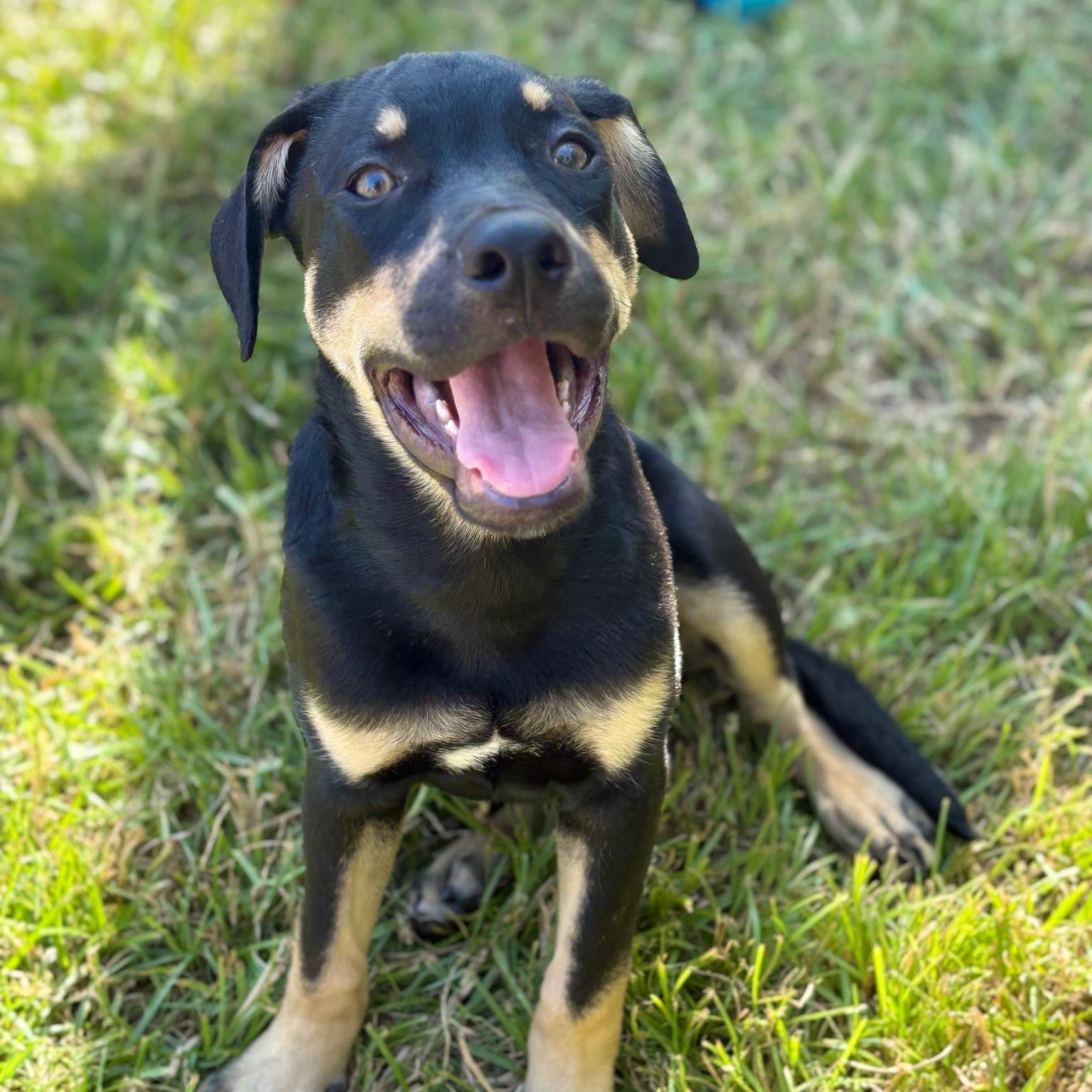 Enlarge Rodney — A Playful 6-Month-Old German Shepherd Mix, a Adoptable mixed breed in Weston, MA image 1/5
