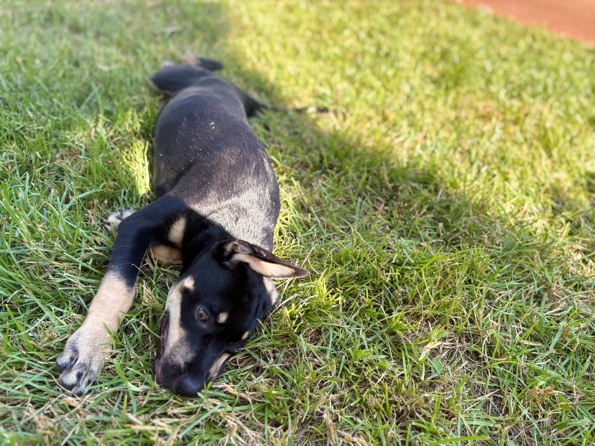 Enlarge Rodney — A Playful 6-Month-Old German Shepherd Mix, a Adoptable mixed breed in Weston, MA image 2/5